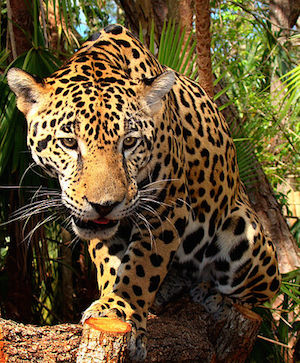zdjecie jaguara