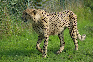 zdjecie geparda